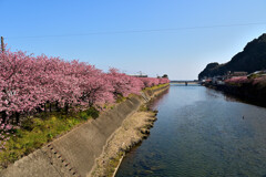 海へと続く桜並木