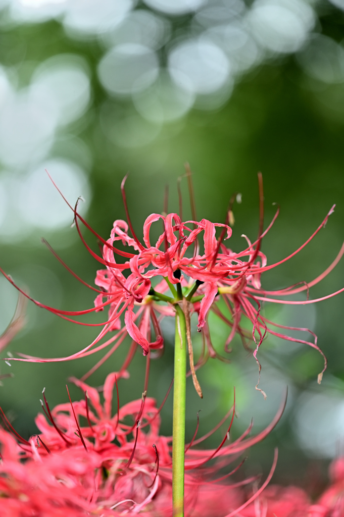 曼珠沙華