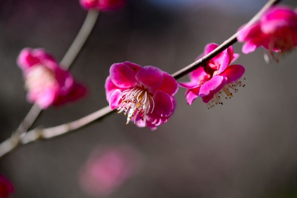  Red plum blossom