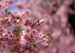 季節外れの桜