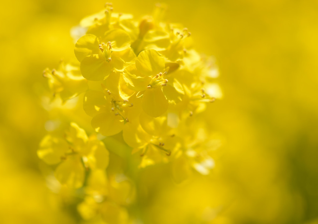 黄金色の花
