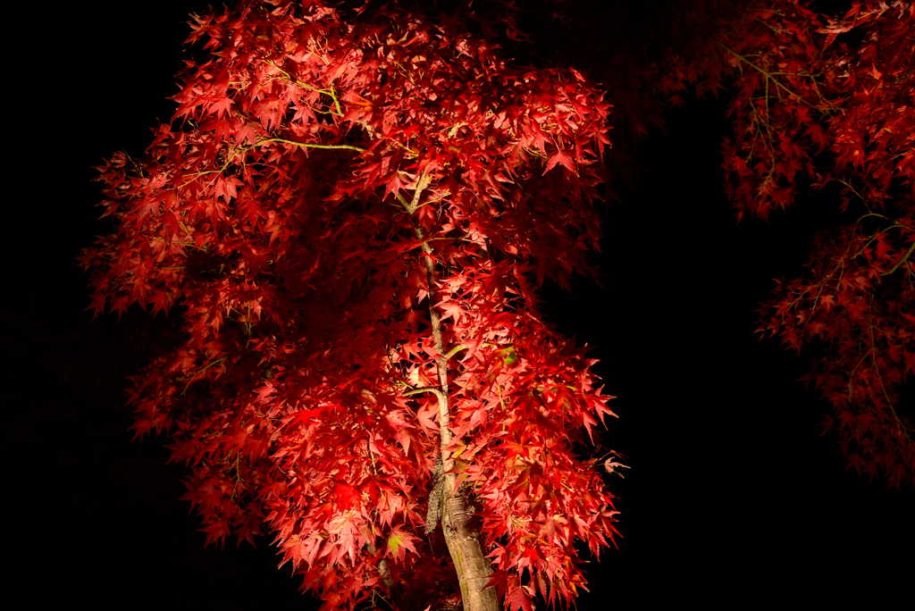 夜の紅葉