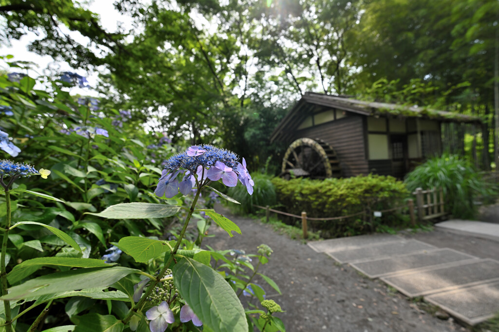 紫陽花と水車小屋