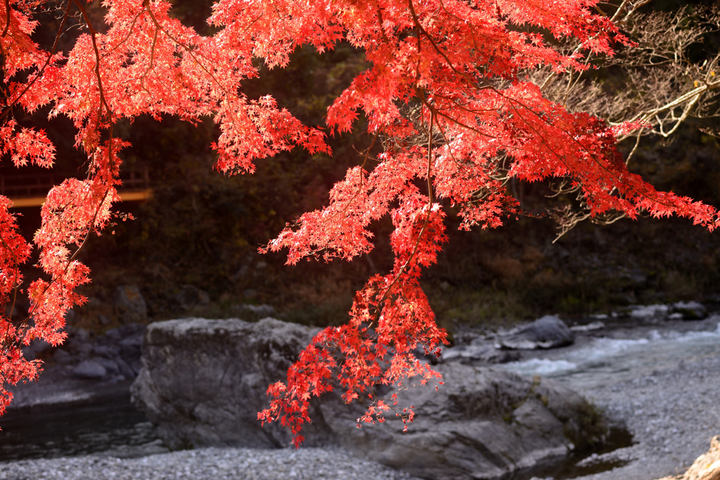 終わらない紅葉
