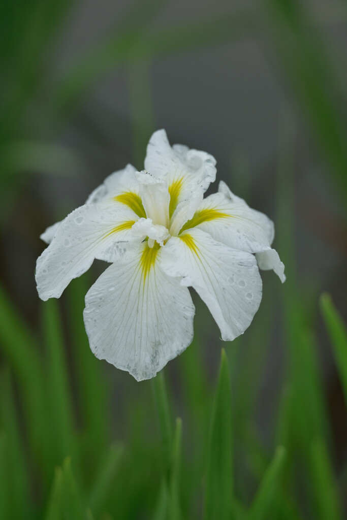 雨の中の花菖蒲