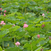 蓮の里の風景