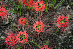 花火のような