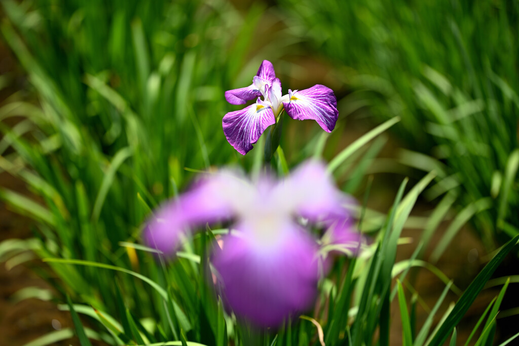 前後菖蒲