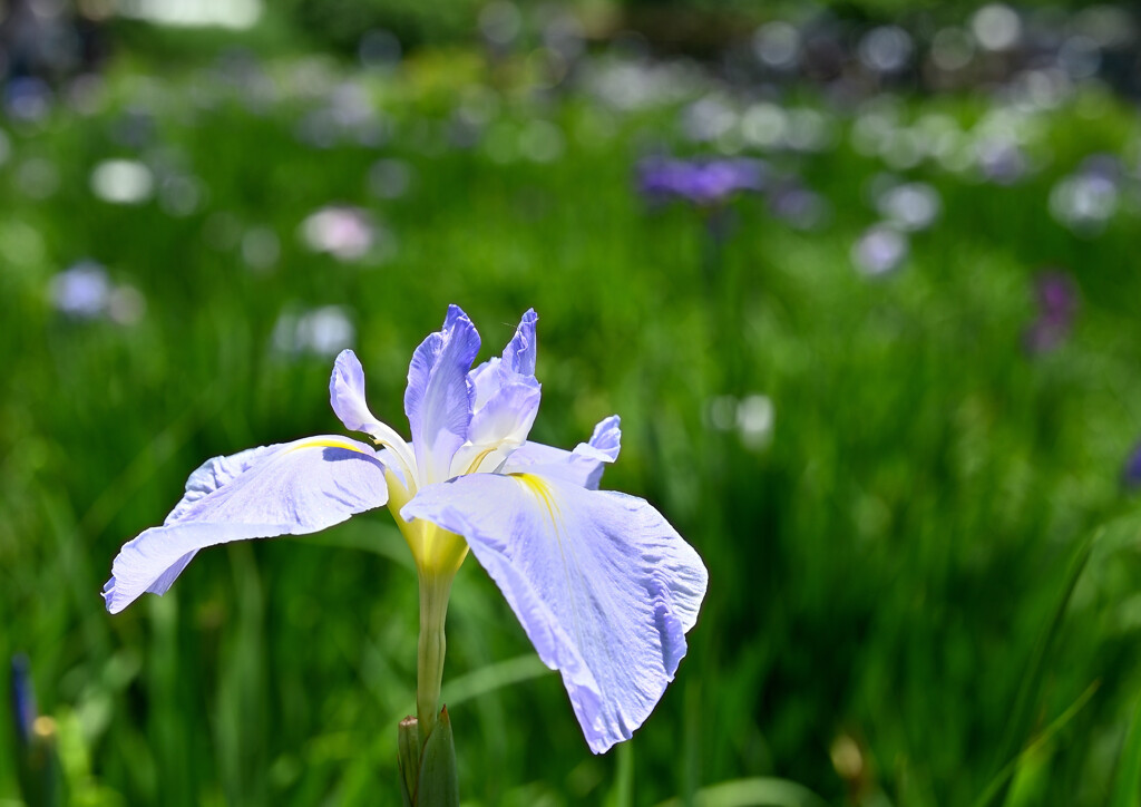 菖蒲