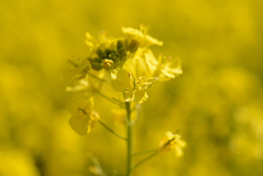 菜の花一輪