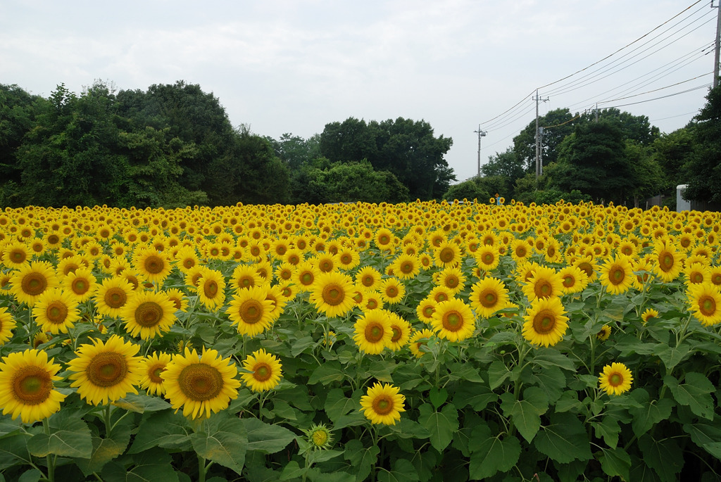 太陽に向かって