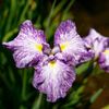 花菖蒲　紫