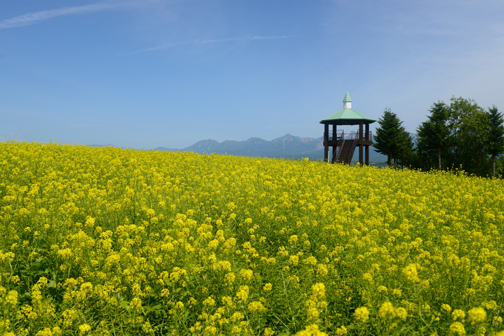 黄色い北海道