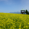 黄色い北海道