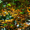 もう紅葉