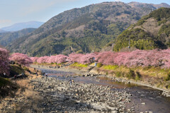 河津桜満開