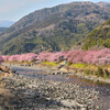 河津桜満開