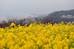 手前に菜の花。奥には駿河湾。