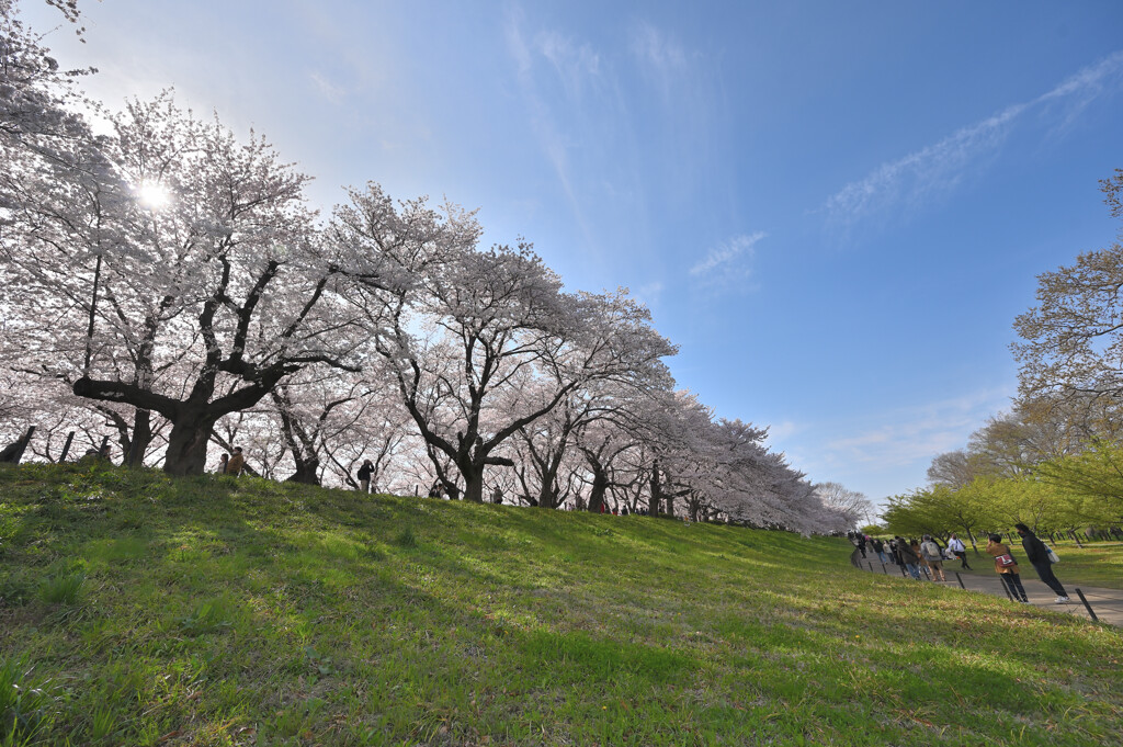 逆光の桜