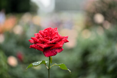 薔薇一輪