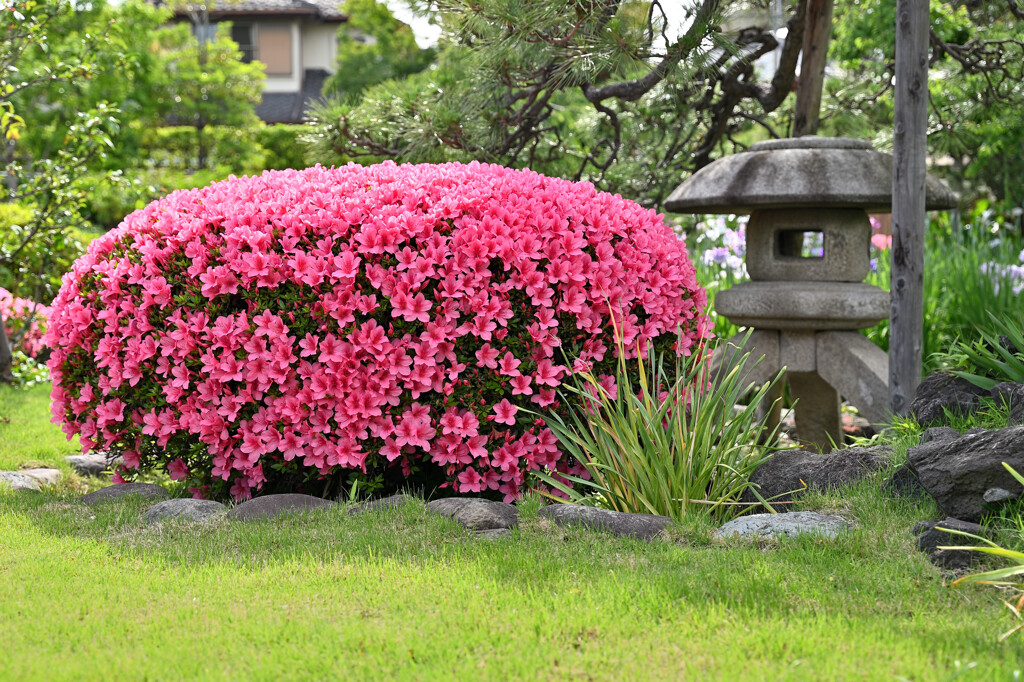 つつじと灯篭
