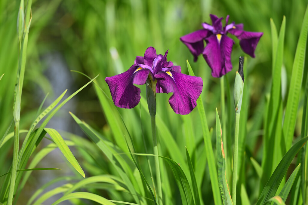 菖蒲の季節