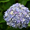 NIKKOR Z MC 105mm f/2.8 VR S②