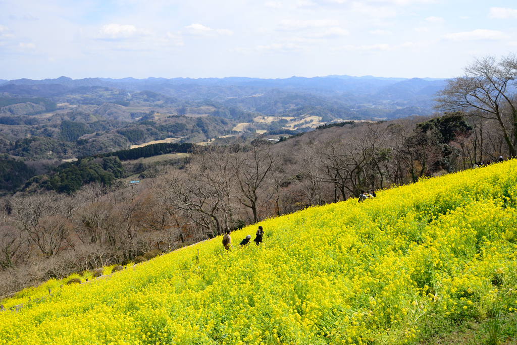 菜の花畑と山並み