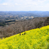 菜の花畑と山並み