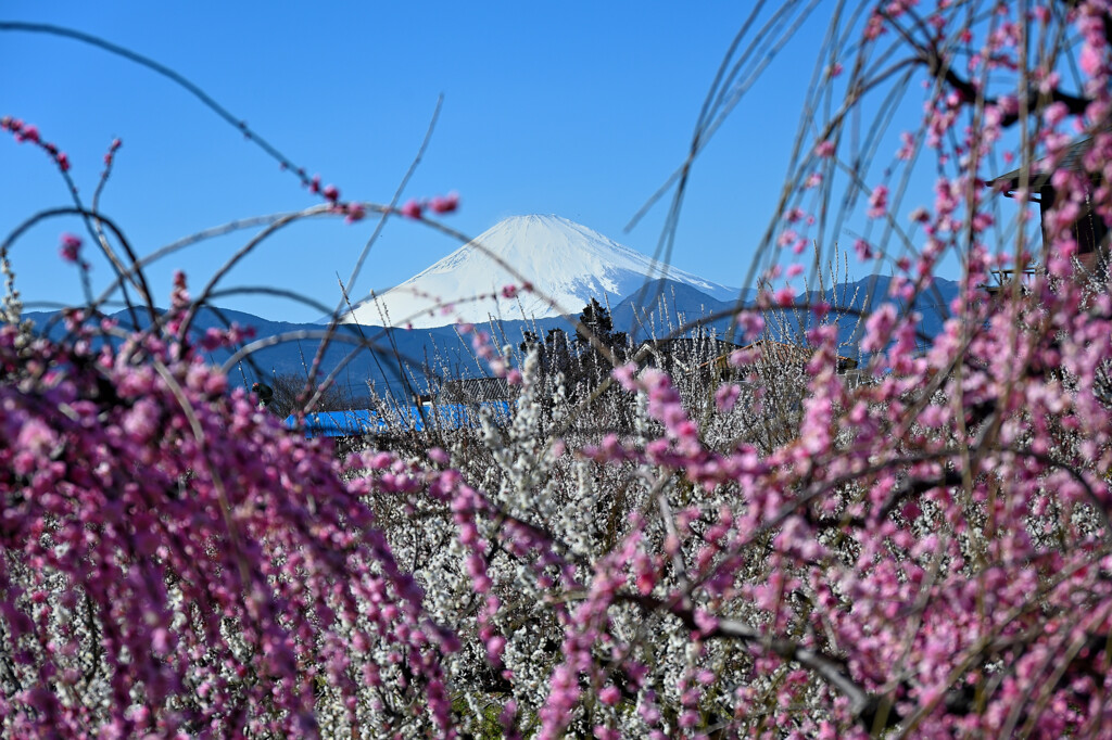 しだれ梅と富士山