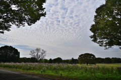 コスモス畑と秋の空