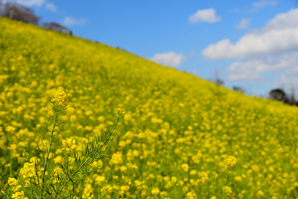 菜の花満開