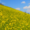 菜の花満開