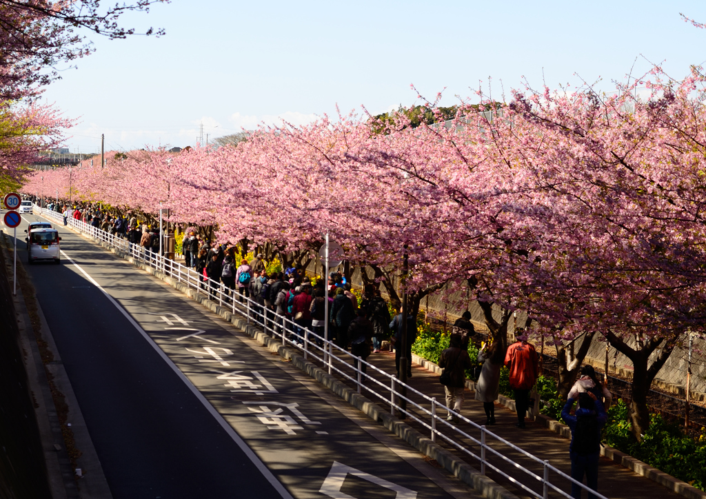 三浦海岸河津桜