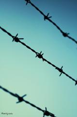 barbed wire