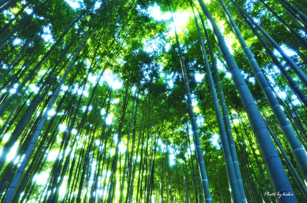 竹林の風