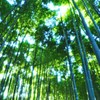 竹林の風