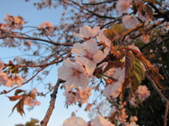 夕暮れに桜