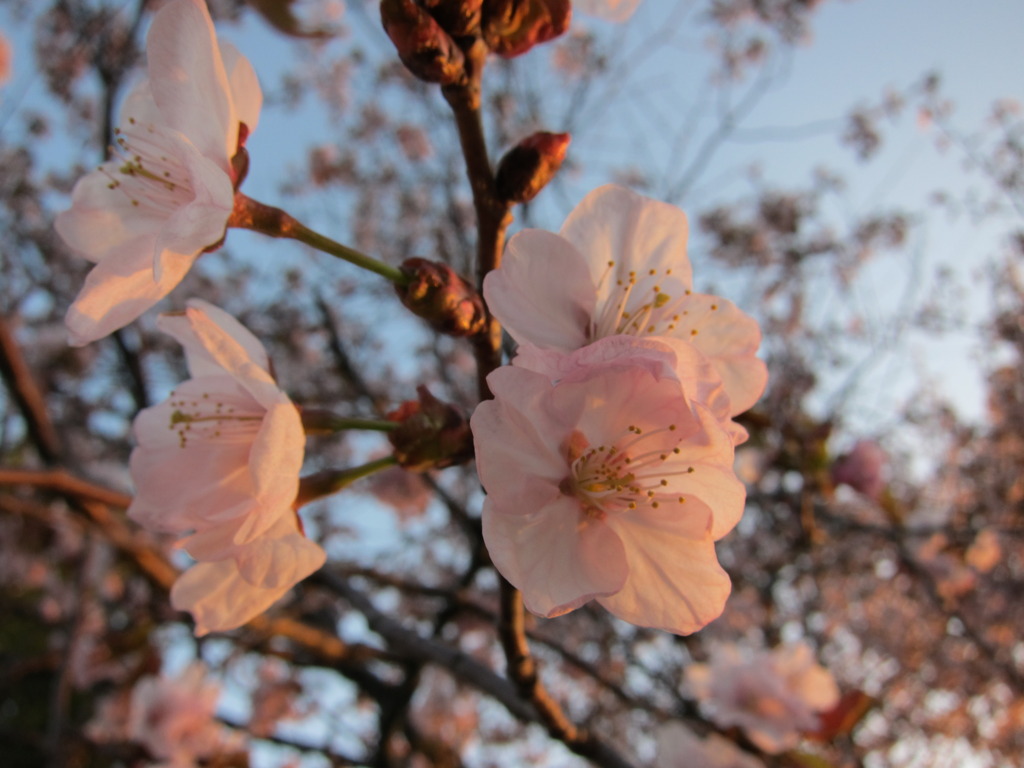 夕暮れの桜