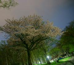 夜桜