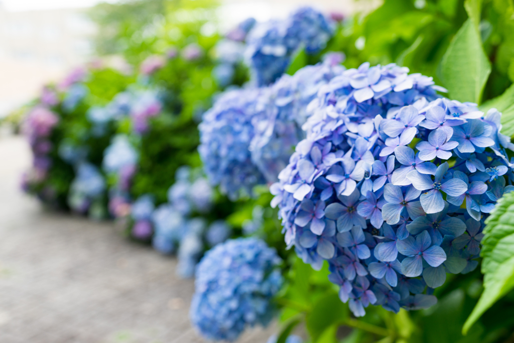 紫陽花