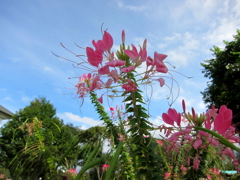 Pink Flower