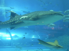 ちゅら海水族館