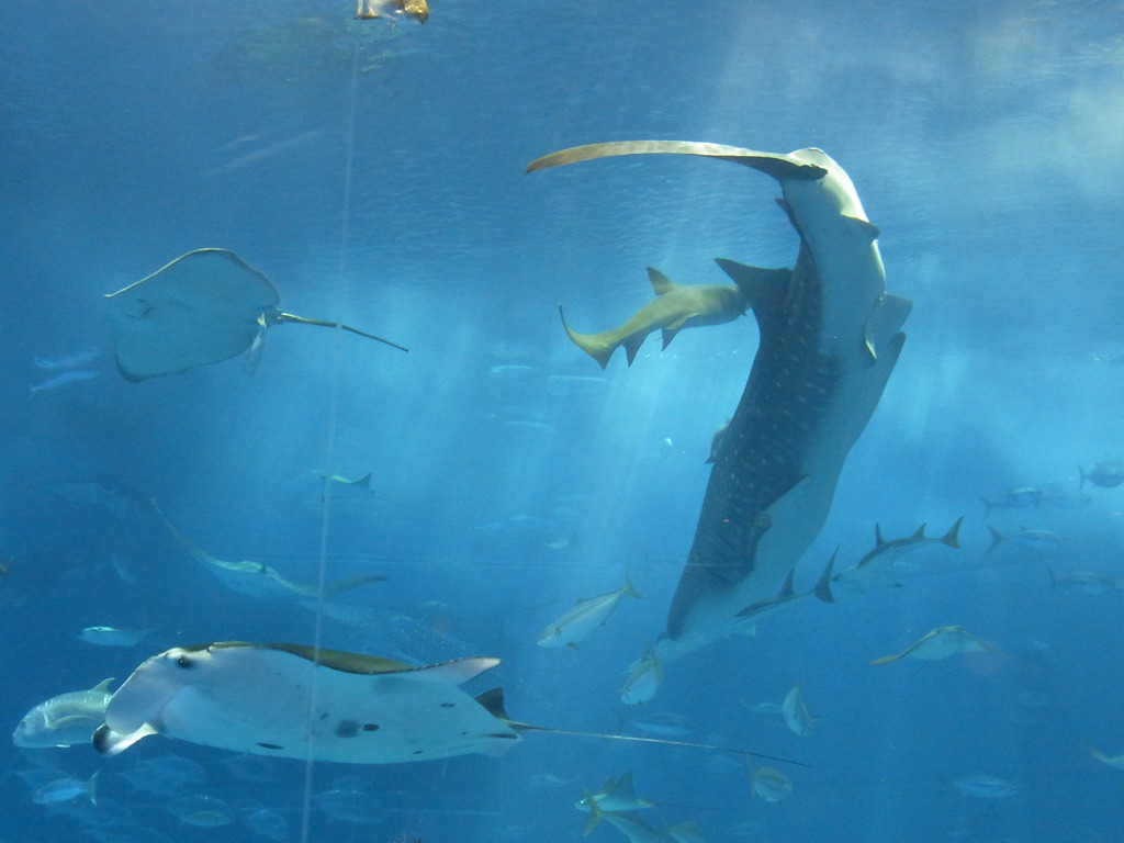 ちゅら海水族館