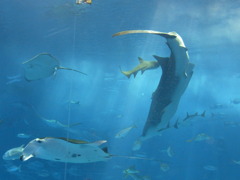 ちゅら海水族館