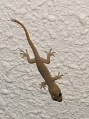 Gekkonidae@沖縄