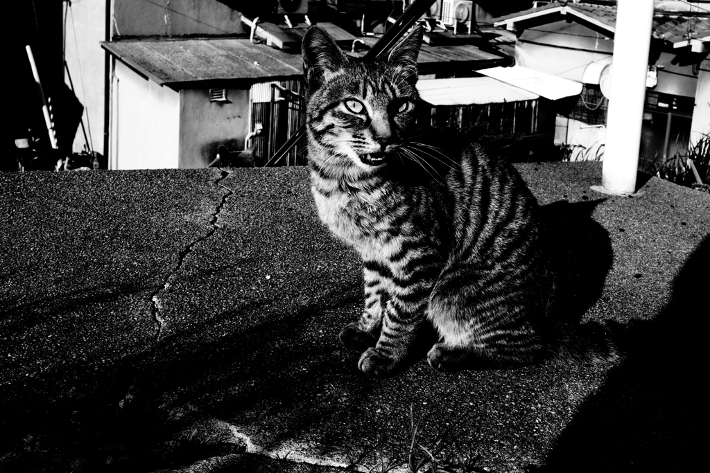 光のほとり