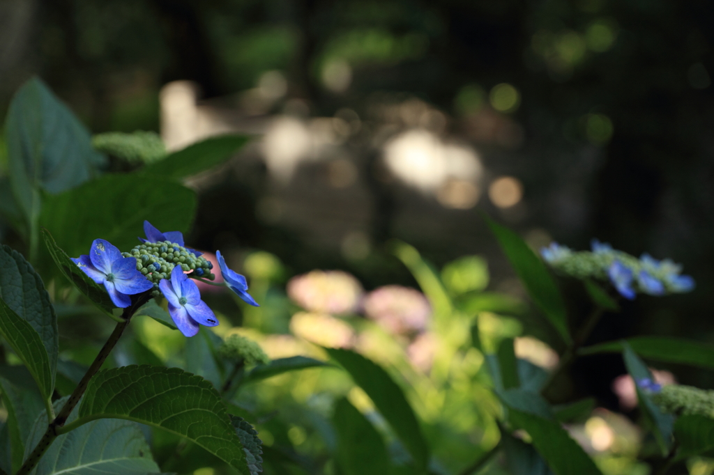 紫陽花寺