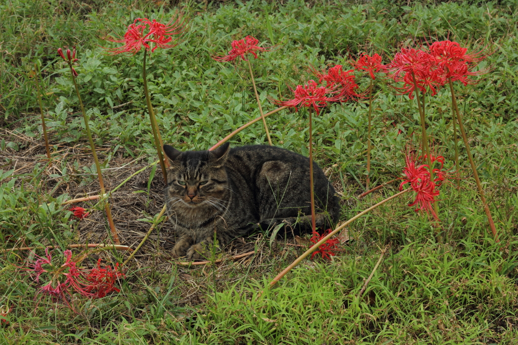 猫睨み