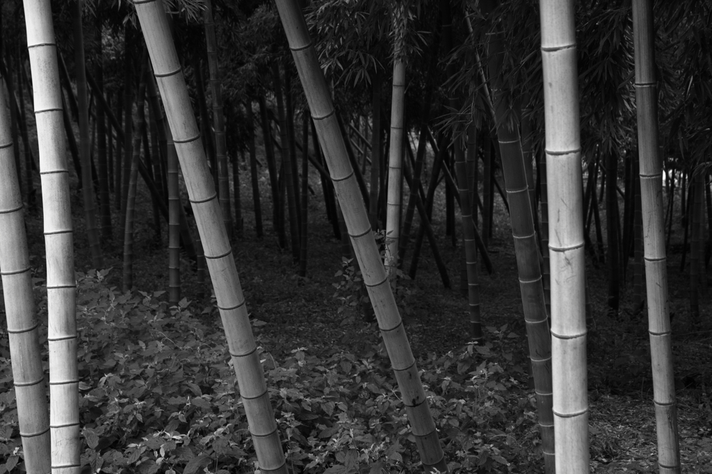 Bamboo